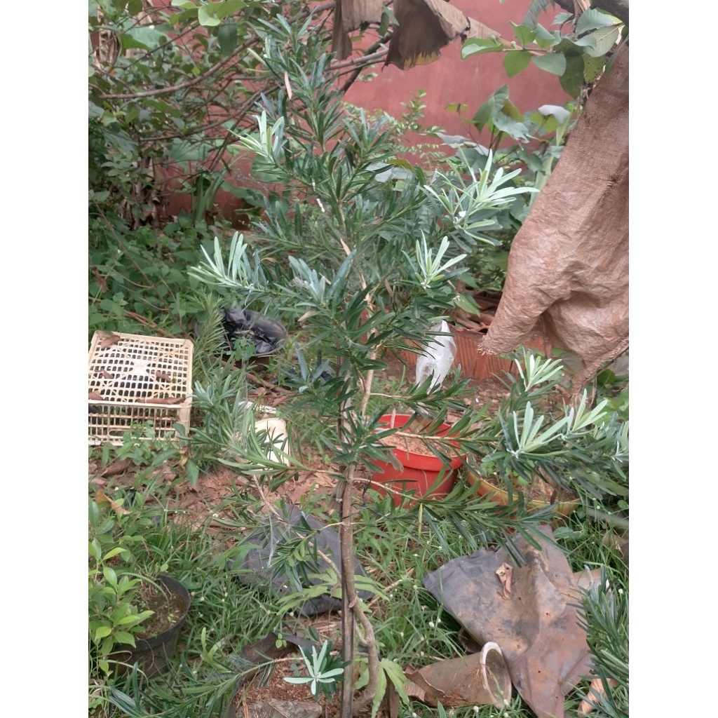 Lohansung Blue ice /lohansung silver