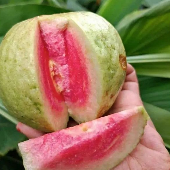 Entres jambu biji red diamond bahan batang atas okulasi