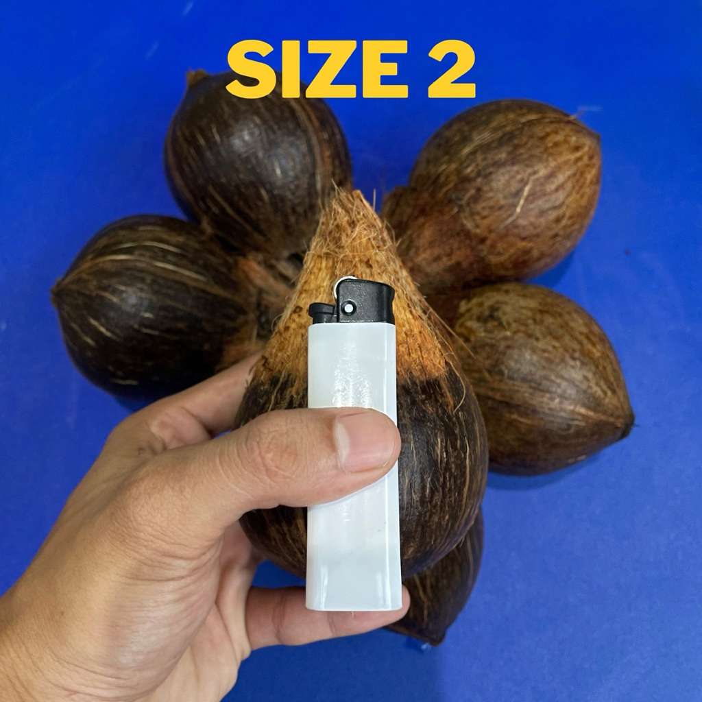 Bibit bonsai kelapa minion super size 2 gading oren, kuning, hijau, dan coklat - Bahan bonsai kelapa