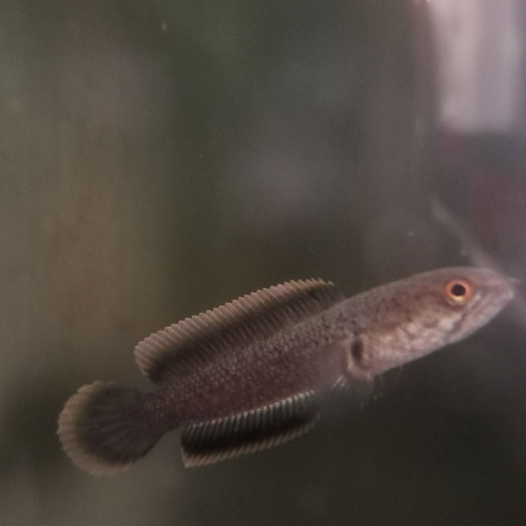 obat ikan channa cair