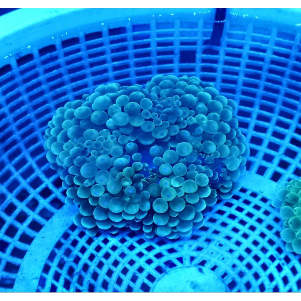 anemon jagung size sm