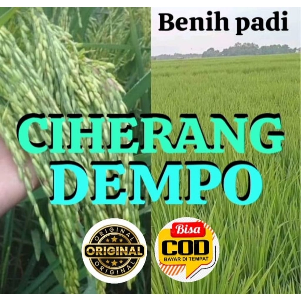 BENIH PADI CIHERANG DEMPO KEMASAN 1KG