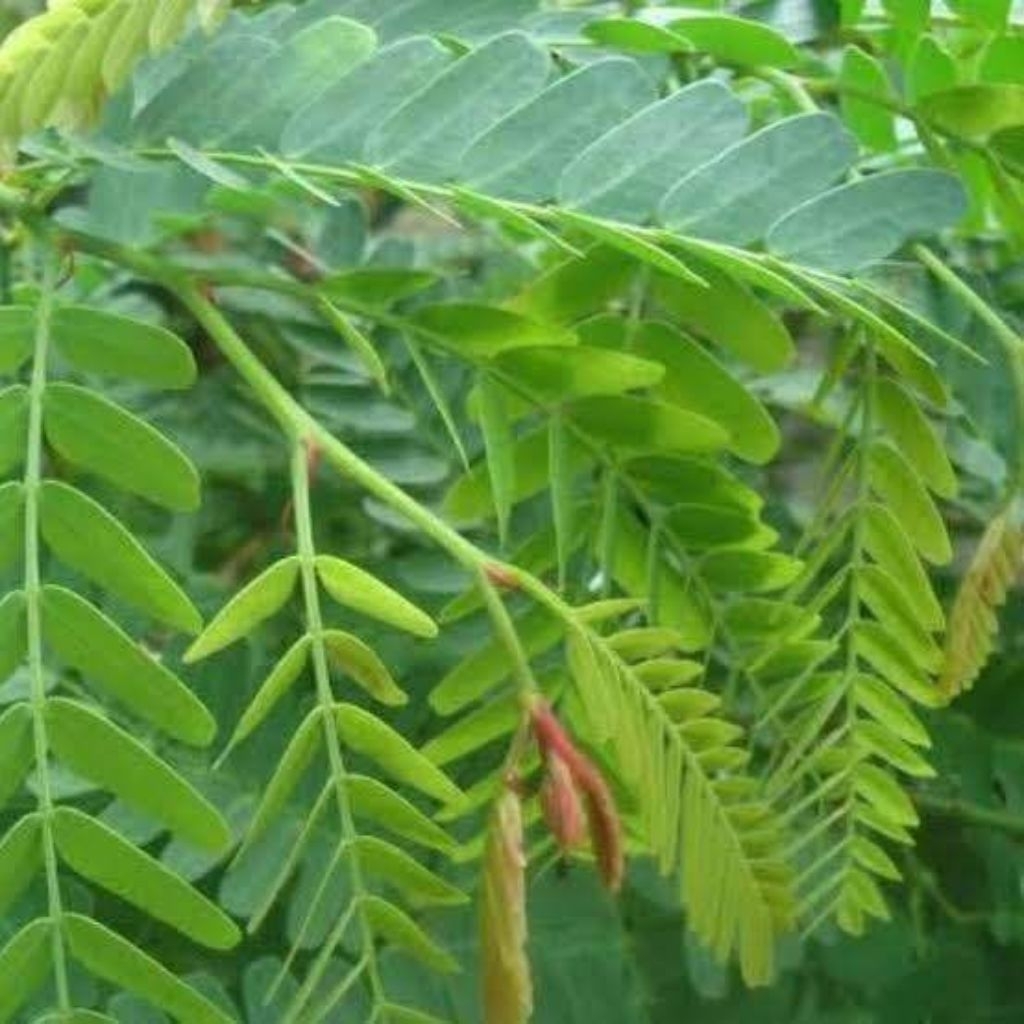 50 helai daun sinom segar, daun asem jawa segar, daun tanaman asem.