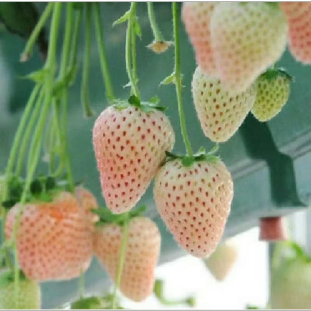 10 Biji/ Benih Strawberry Putih