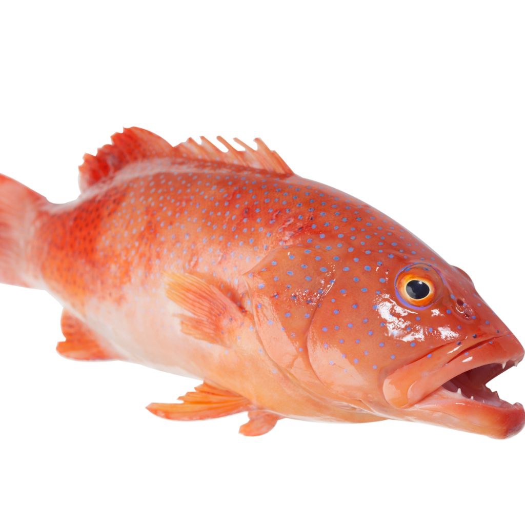 Kerapu Sunu / Kerapu Merah Frozen 1kg