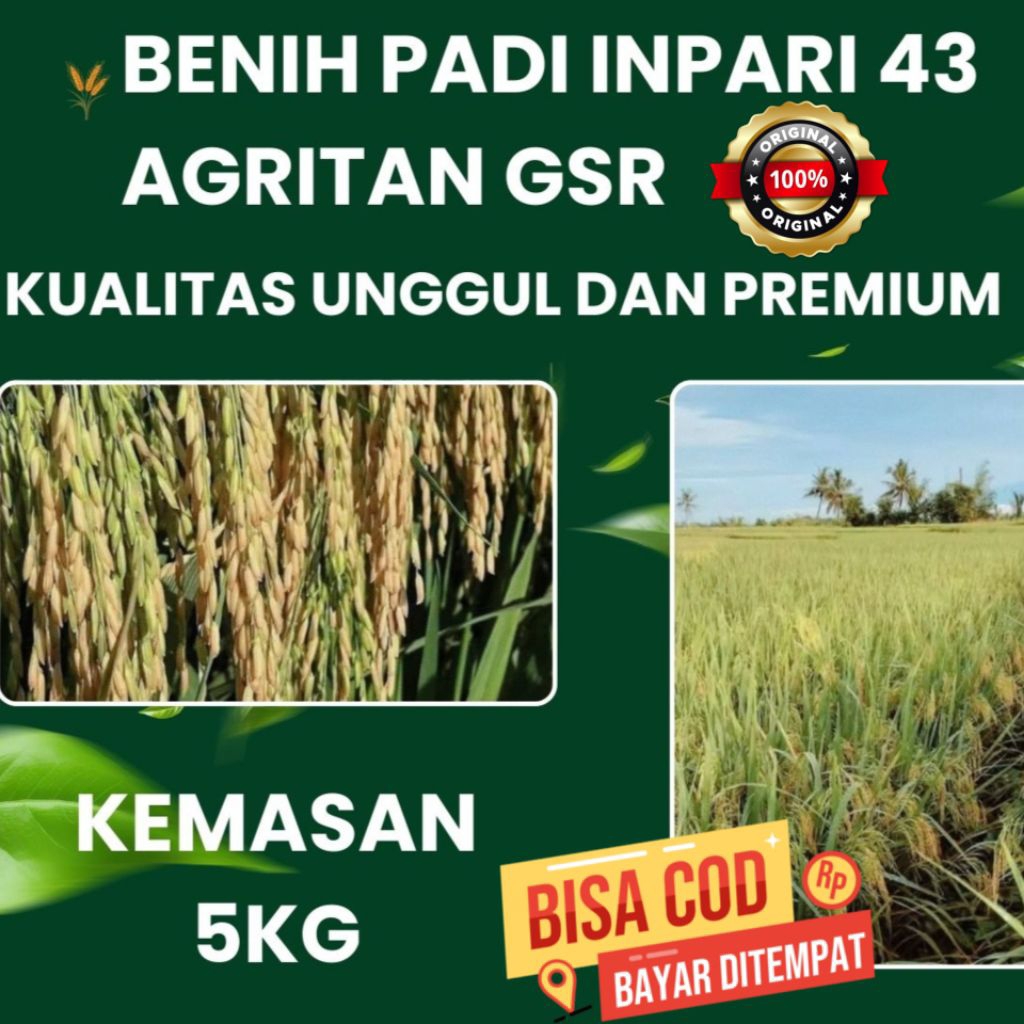 BENIH PADI INPARI 43 AGRITAN GSR BERKUALITAS UNGGUL KEMASAN 5KG
