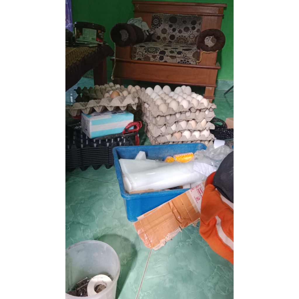 telur ayam kuntara 4