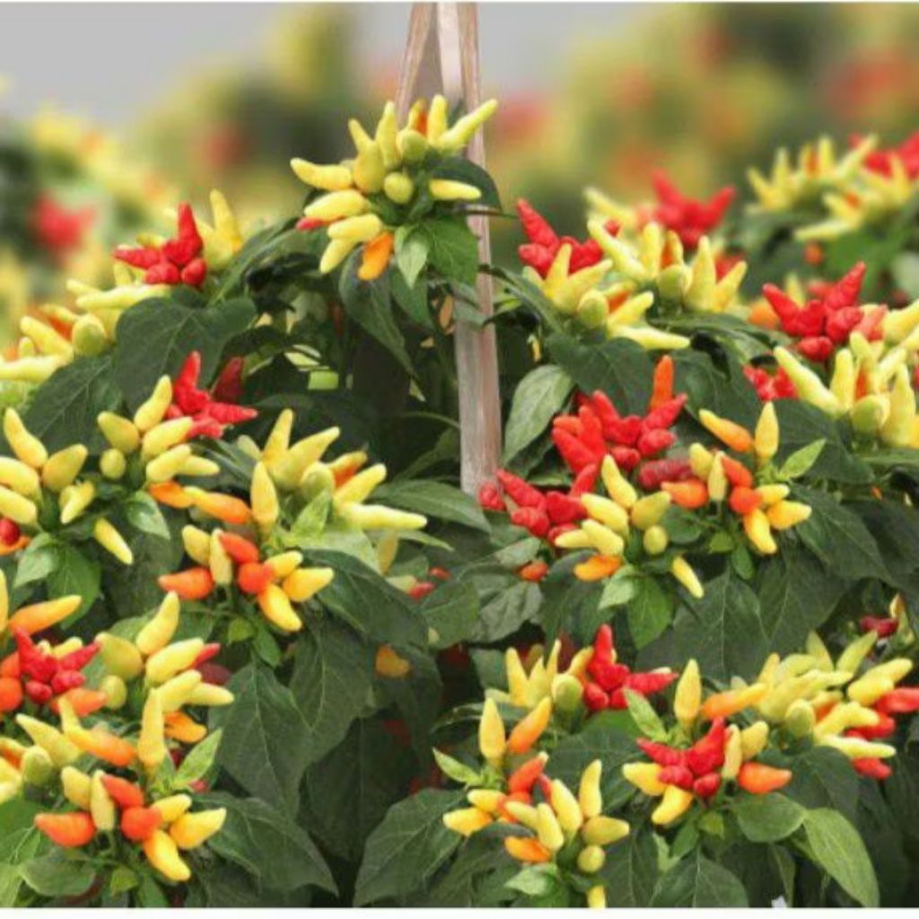 20 Biji/ Benih Cabe Prentul Klaster