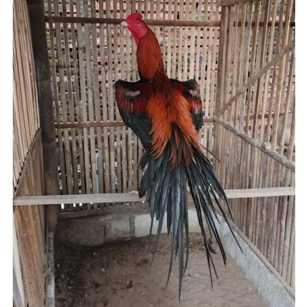 Telur Fertil Ayam Hias BK Klasik Ekor Lidi