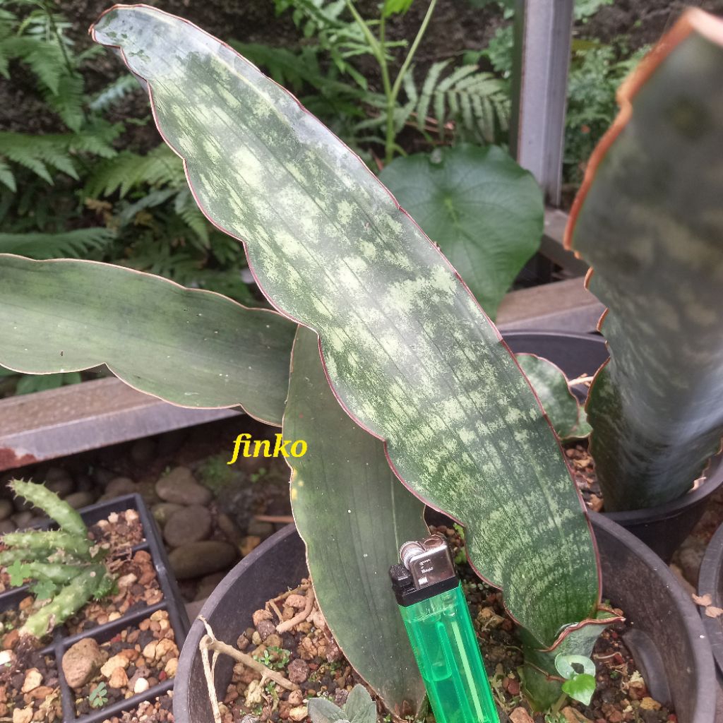 sansevieria dragon king variegata