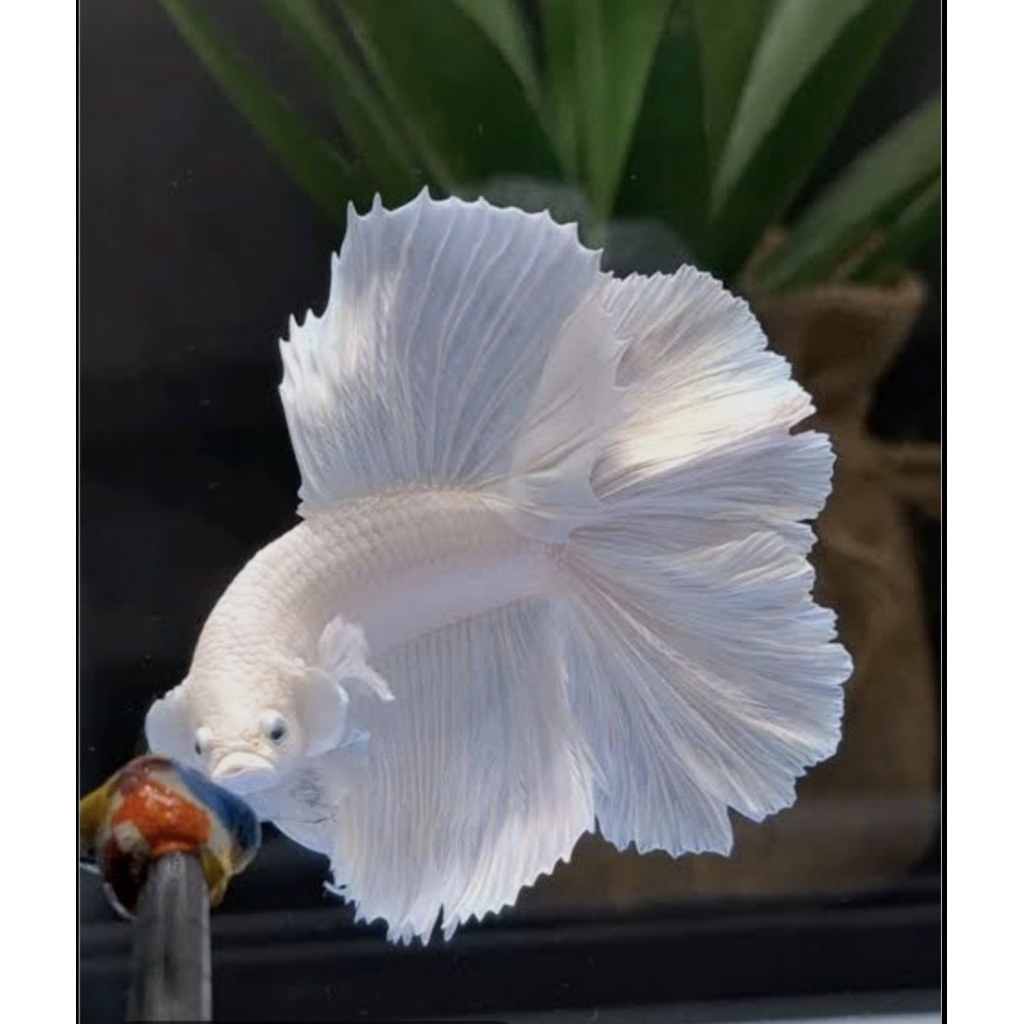 Ikan Cupang Halfmoon - Mustard, Jantan, Size Besar, Hiasan Aquarium