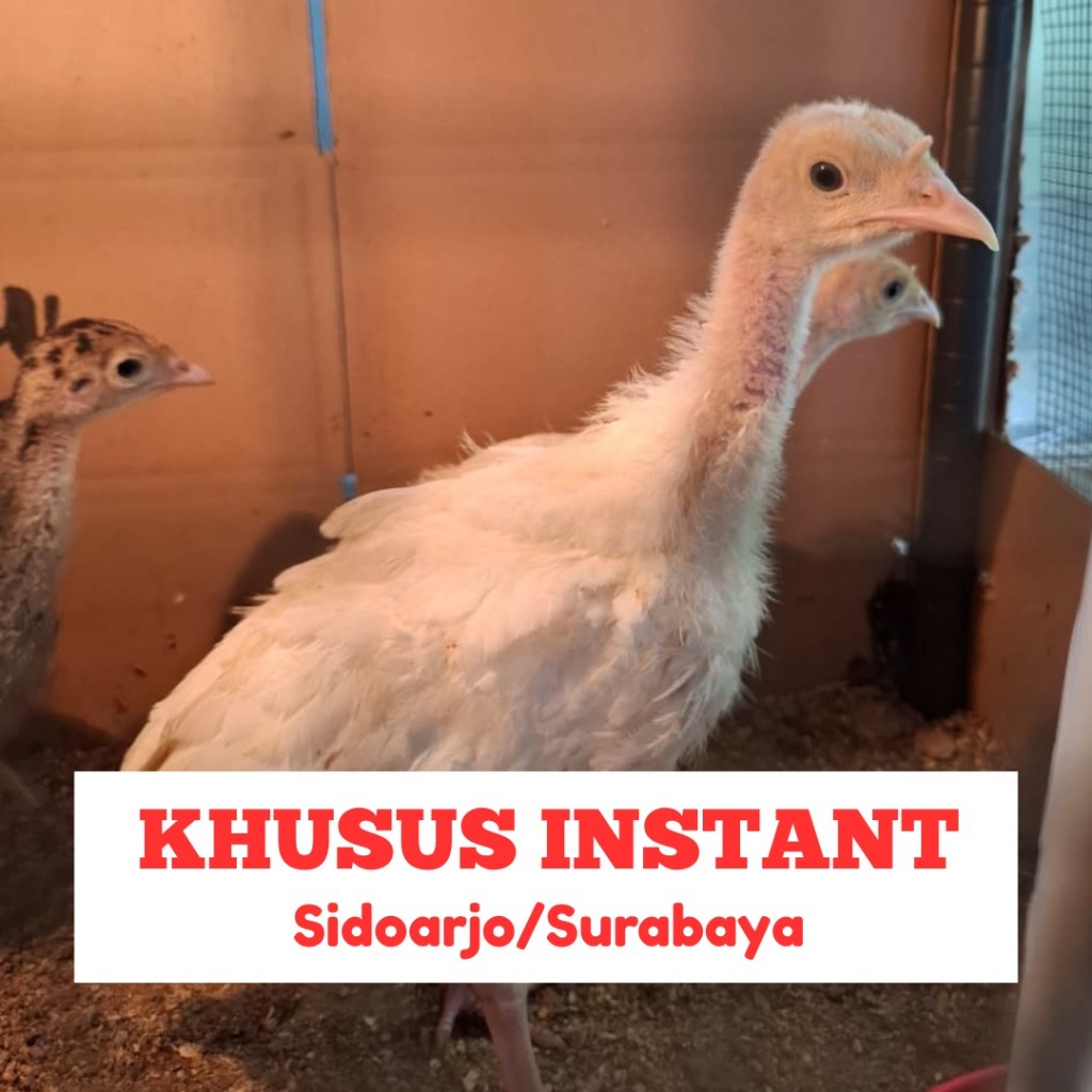Ayam Kalkun White Holland Anakan 2 Bulan