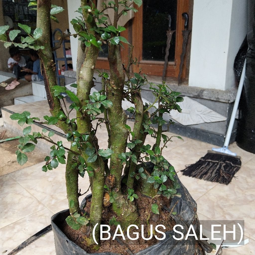 Bonsai serut grouping