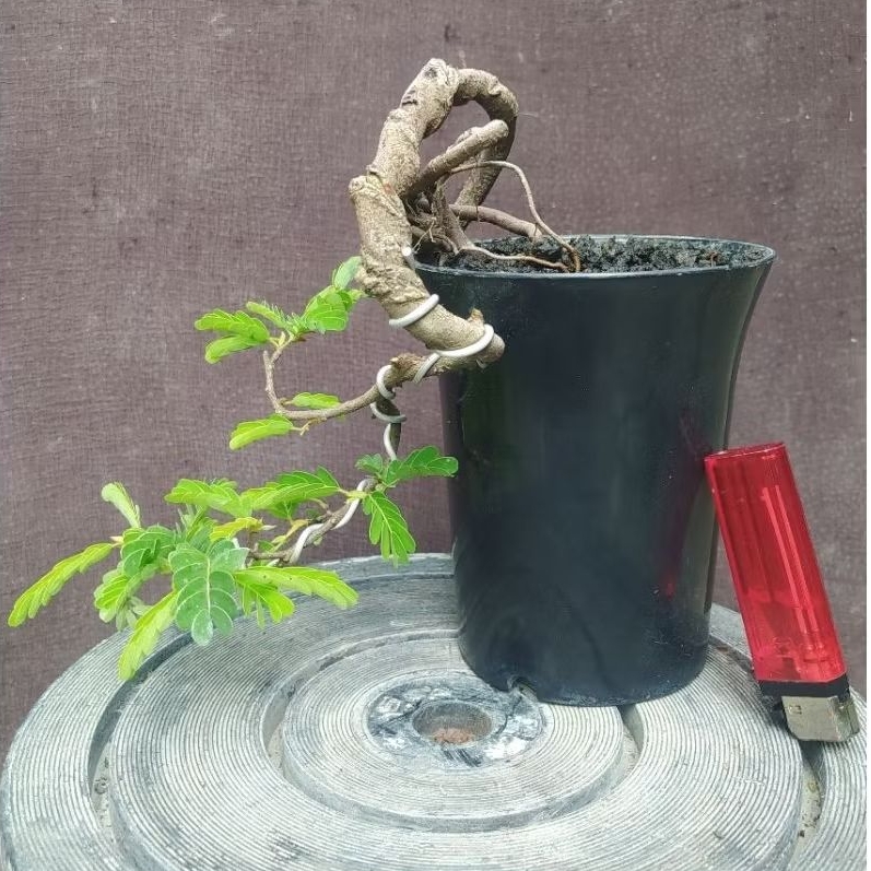 bonsai tamarind / asem jawa mame cascade  + pot realpict