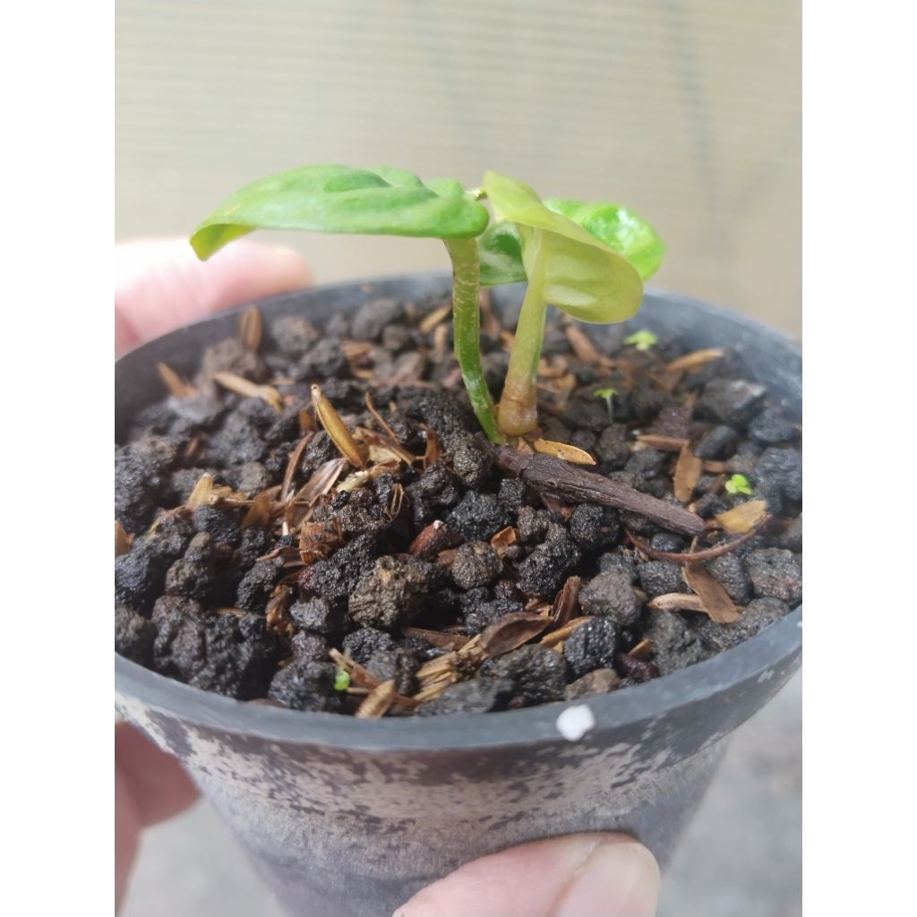 anthurium reflexinervium ori koleksian