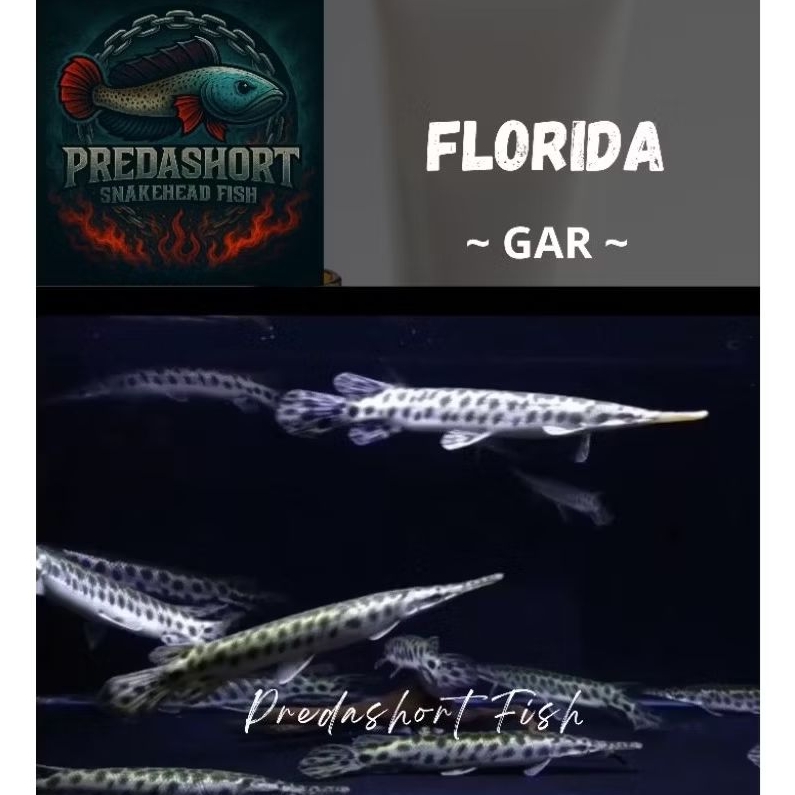 ikan hias Florida Gar berkualitas