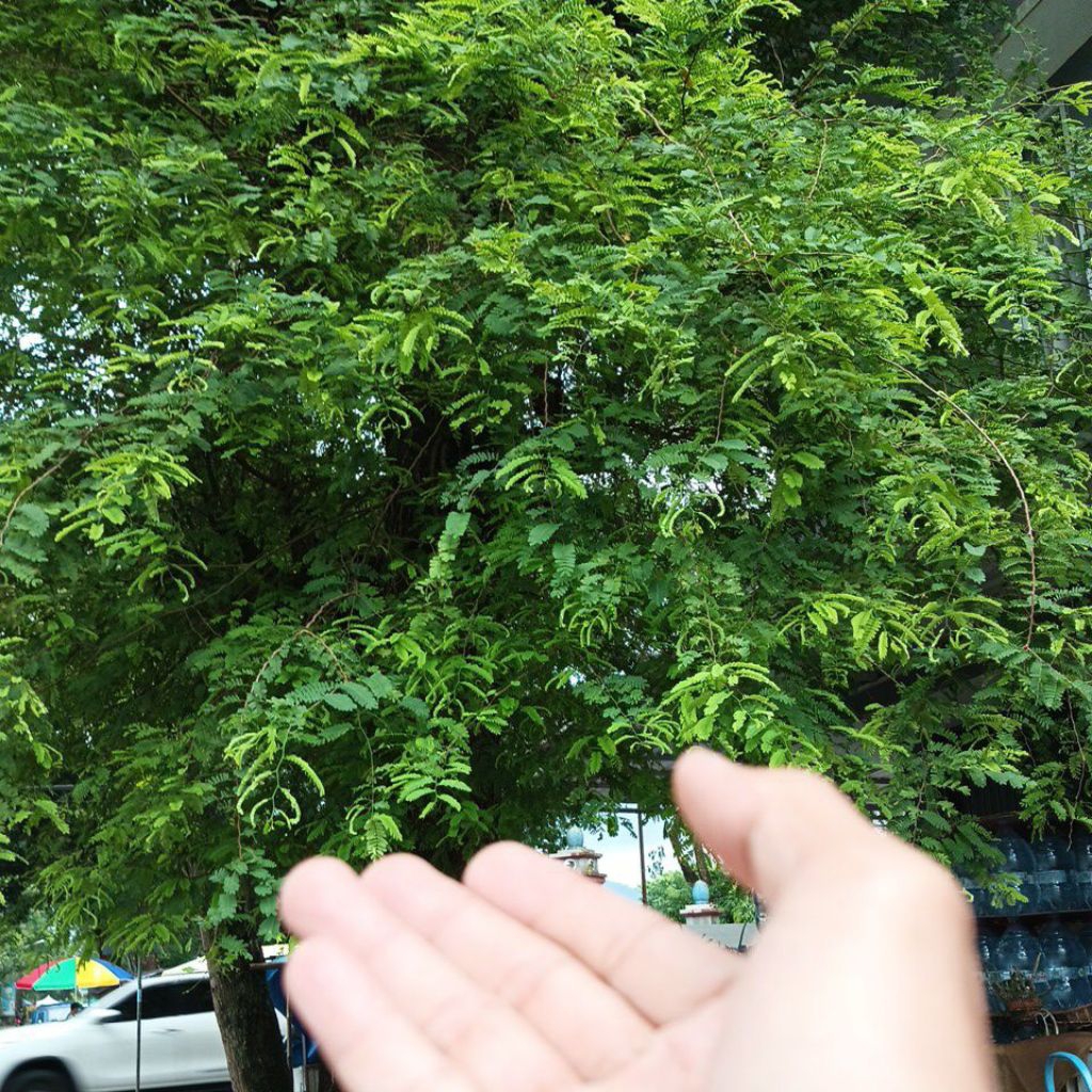 Bonsai Asem
