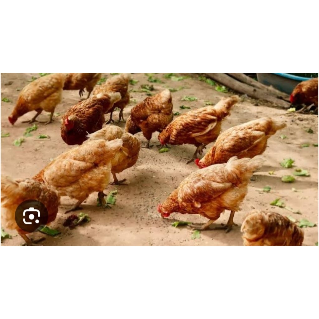ayam petelur usia 5 bulan