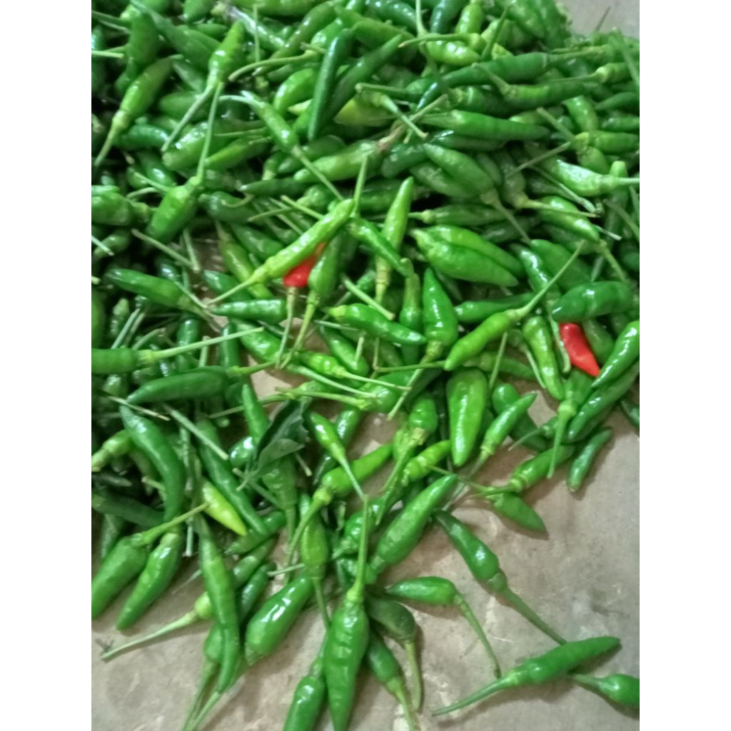 [TERMURAH] Cabe Rawit  Gunung/ Lokal Hijau Kemasan Mini