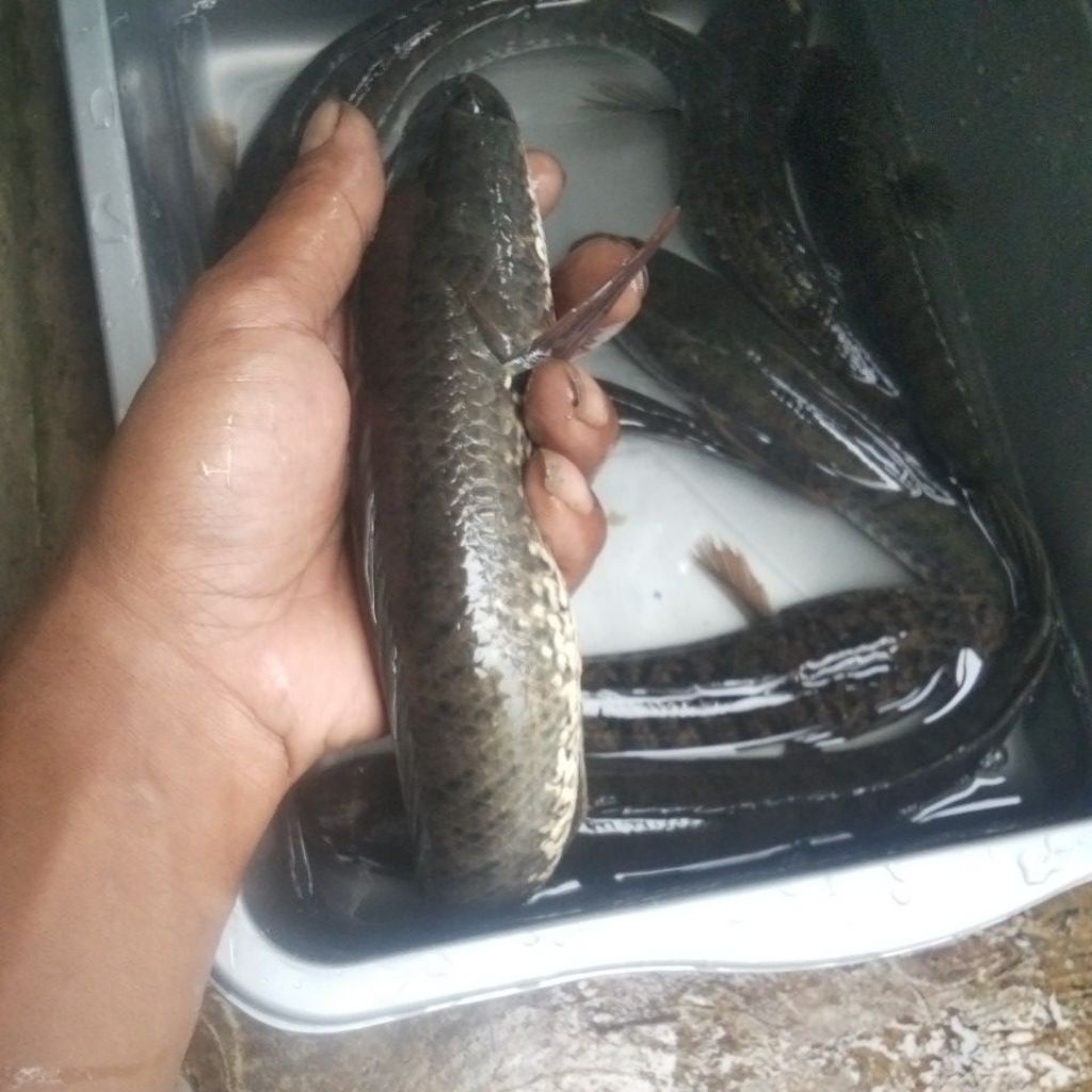ikan bogo /gabus masih segar
