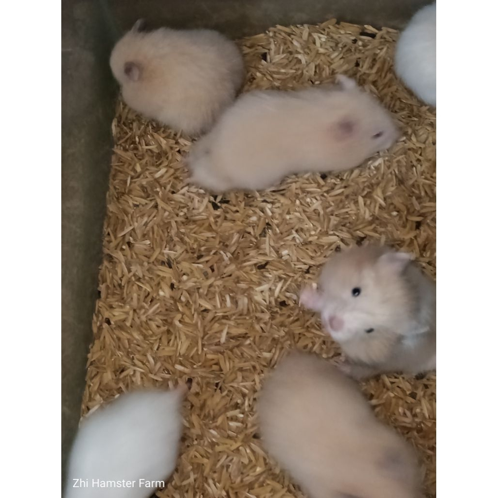 hamster syrian