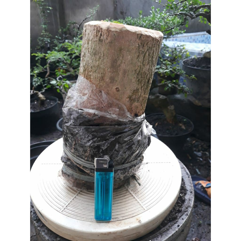 Bahan Cangkok Sancang Semi Jumbo