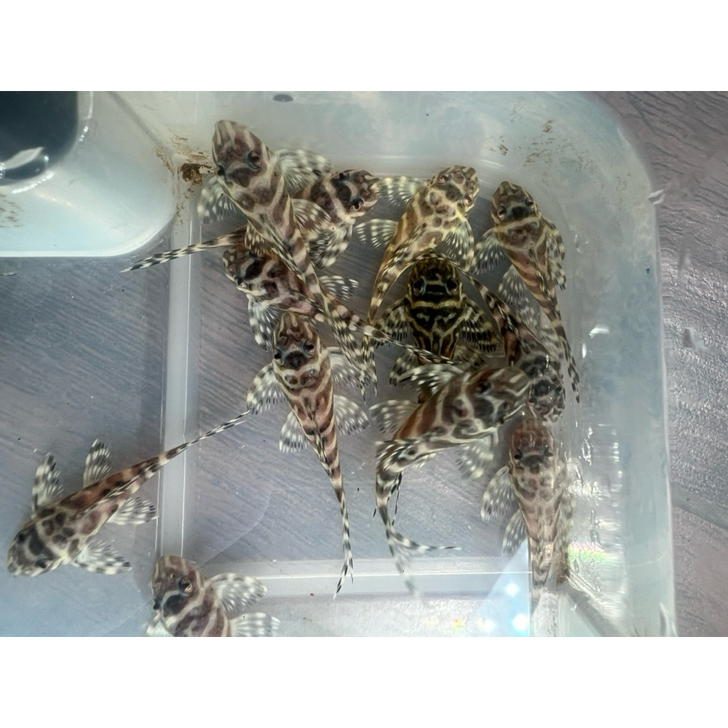 Pleco L173 - Wavy Zebra Plec