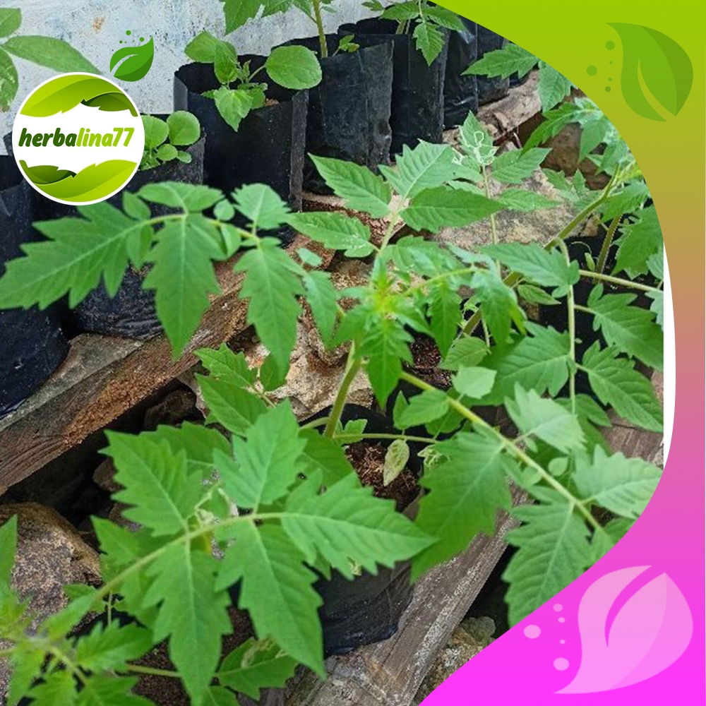 BIBIT TANAMAN BUAH TOMAT KAMPUNG BULAT JUMBO MERAH bibit tomat sayur herbalina77