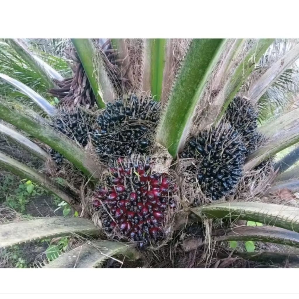 Benih Sawit Unggul PPKS DXP 239 original