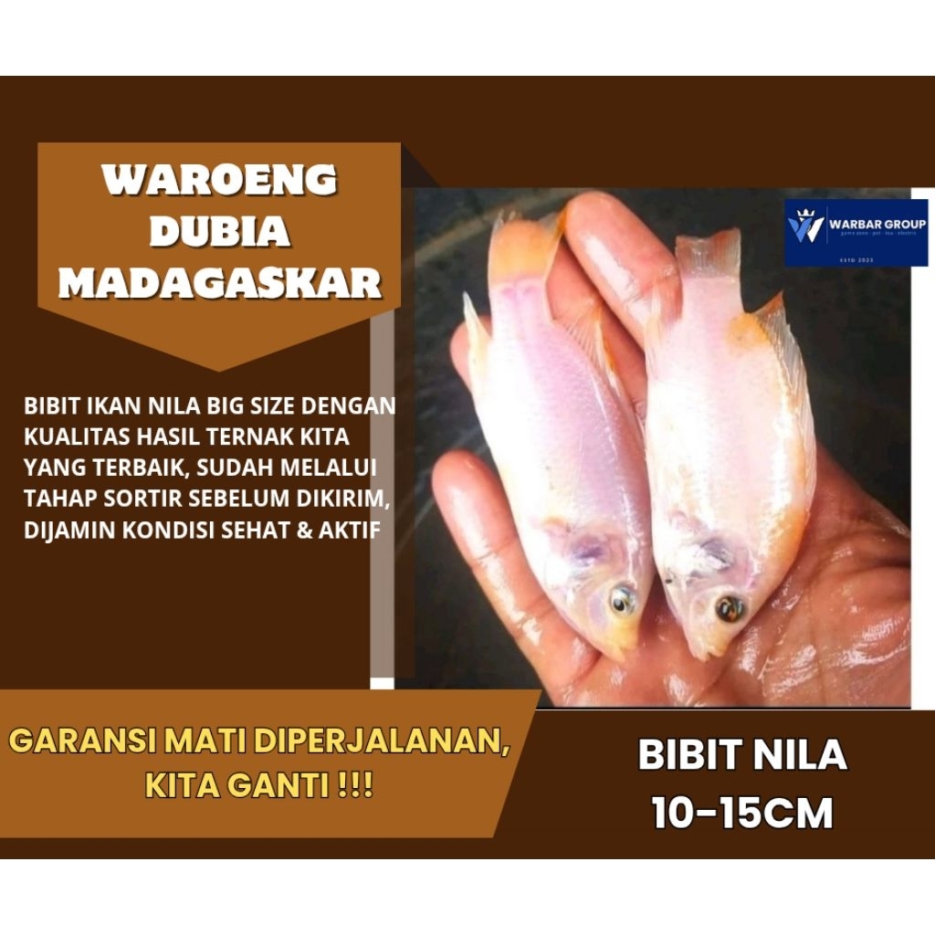 Ikan hias bibit nila/anak nila BIG SIZE KUALITAS GRADE A ( GARANSI )