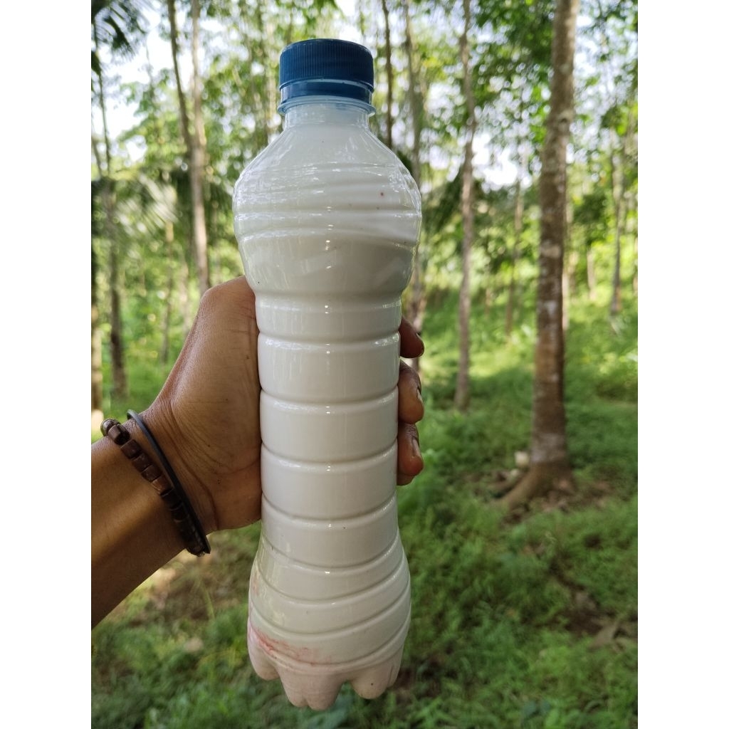 Getah karet/Latex Cair Asli murni isi 600mil (COD) serbaguna/lem pulut burung