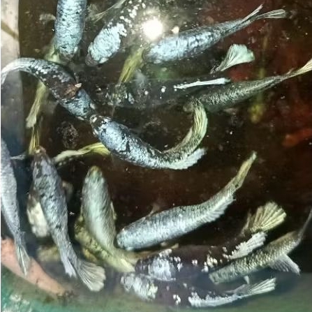 Obat Mata Ikan Cupang Hias - SIZE L - FEMALE BLACK LIGHT GALAXY AVATAR - Siap Breed