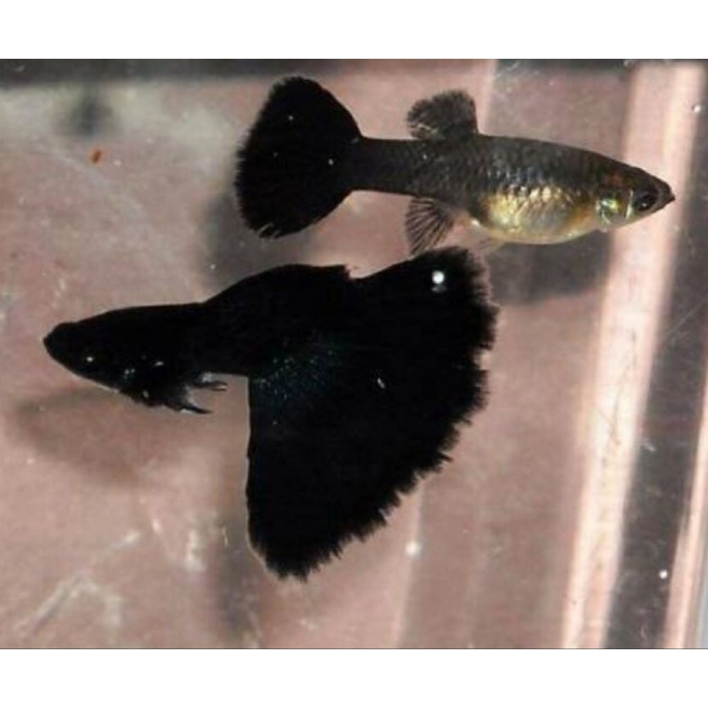 Ikan Guppy Black moscow sepasang