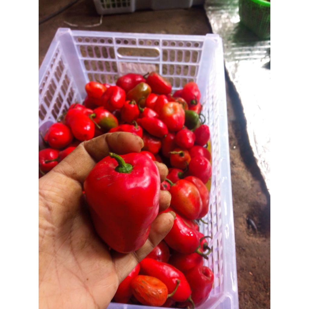 cabai gendot merah 1kg