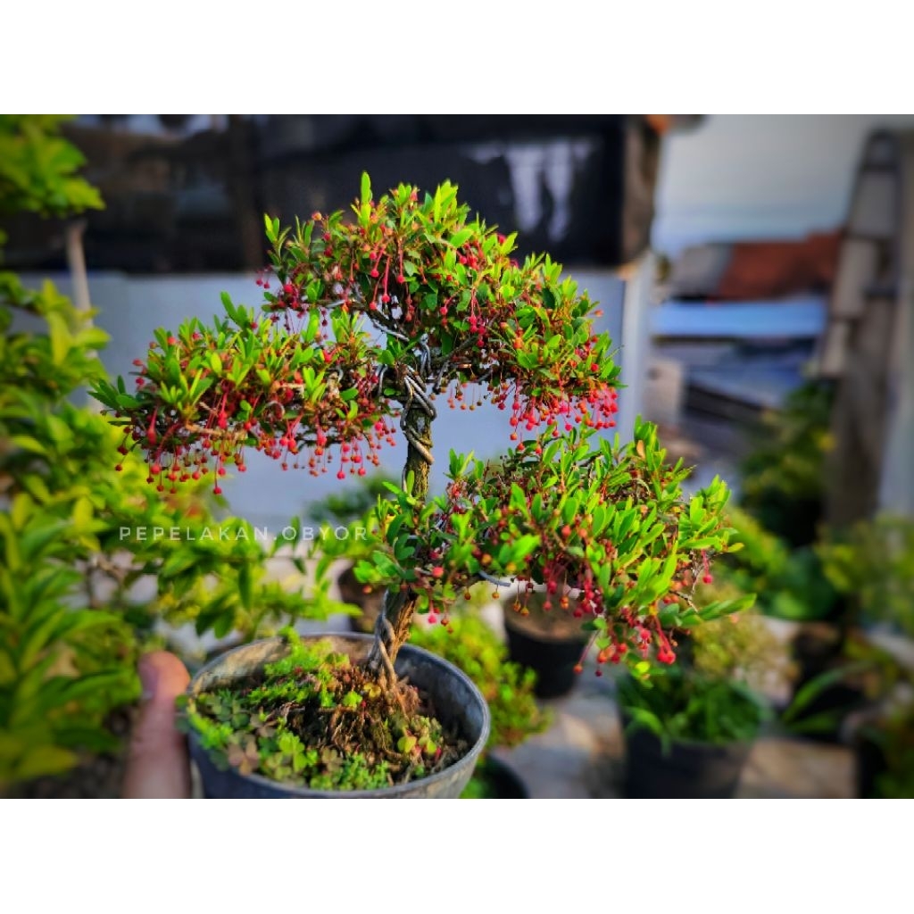 Bonsai Mini Mame Cendrawasih Super Micro Sudah Jadi Siap Pajang Cantik Unik Disertakan pot Bisa berb