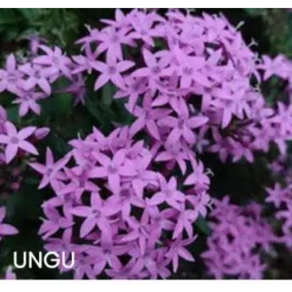 Tanaman Hias Asoka - Tanaman Asoka Jambon - Asoka Bunga Ungu