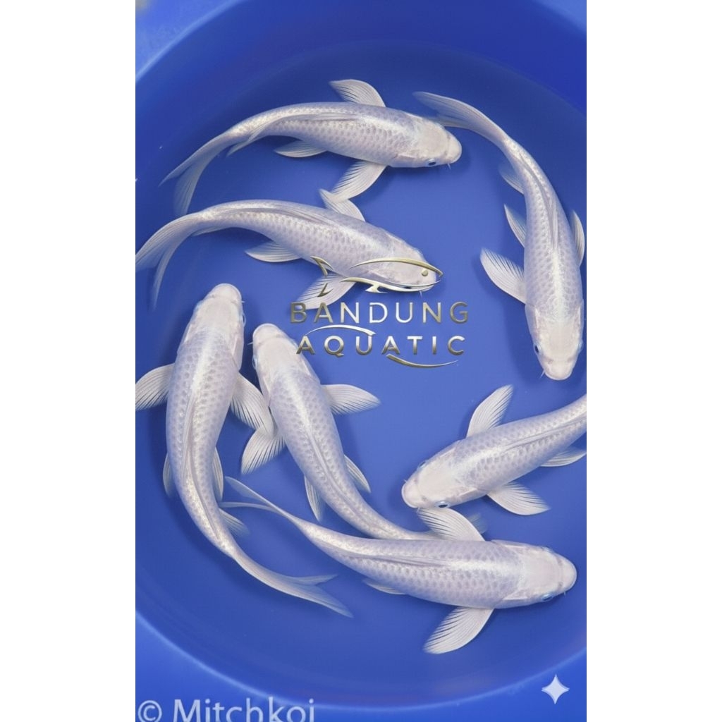 Ikan Koi Ogon Platinum Slayer 20cm Lolos Karantina