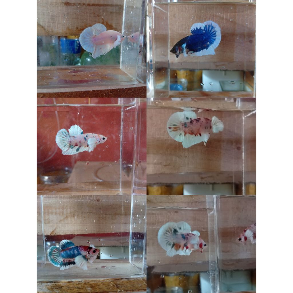 cupang Dumbo Ear multy colour/male/female/1pair