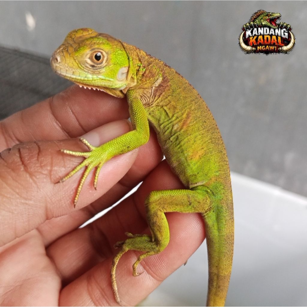 Mainan Iguana Super Red