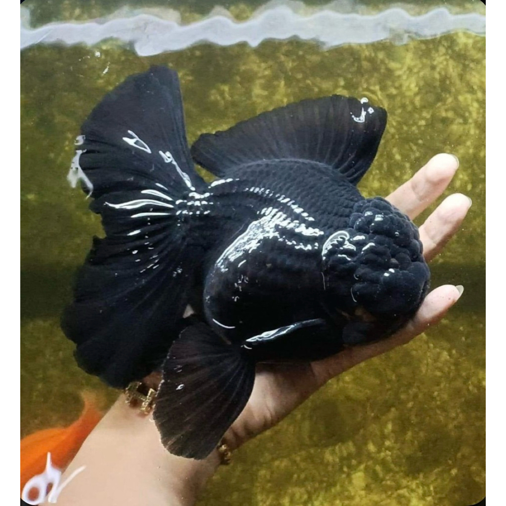 PROMO MURAH Koki Oranda Black Super Size JUMBO GEMBUL SUPER CANTIK BERQUALITY IMPORT GRADE A++