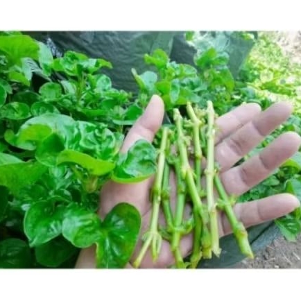 Bibit bayam Brazil, Bayam brazil super,bayam kaya manfaat