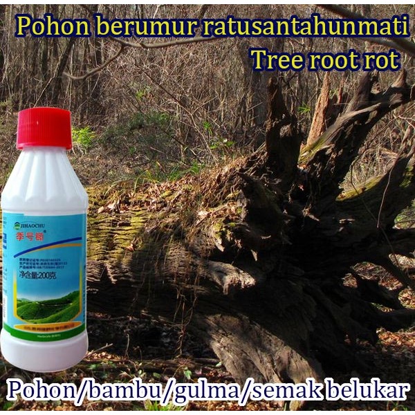 Racun rumput paling ampuh tree killer obat pembasmi rumput herbisida obat pembasmi rumput liar ampuh