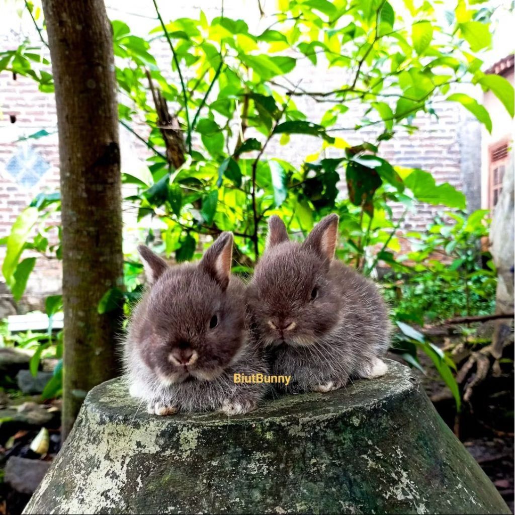 Anakan Kelinci Hias Mini Netherland Dwarf Jantan