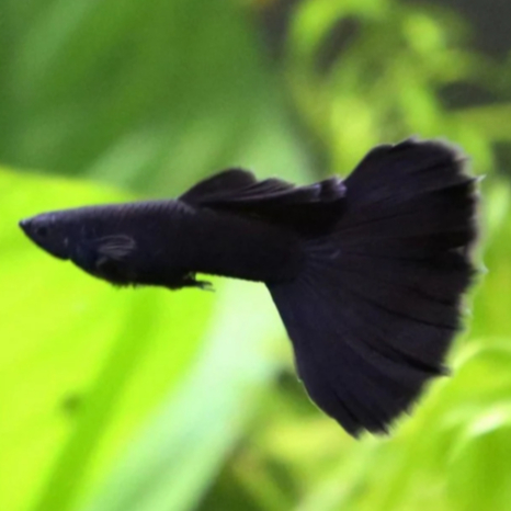 Guppy Black Moscow | ikan guppy black moscow | ikan hias aquascape