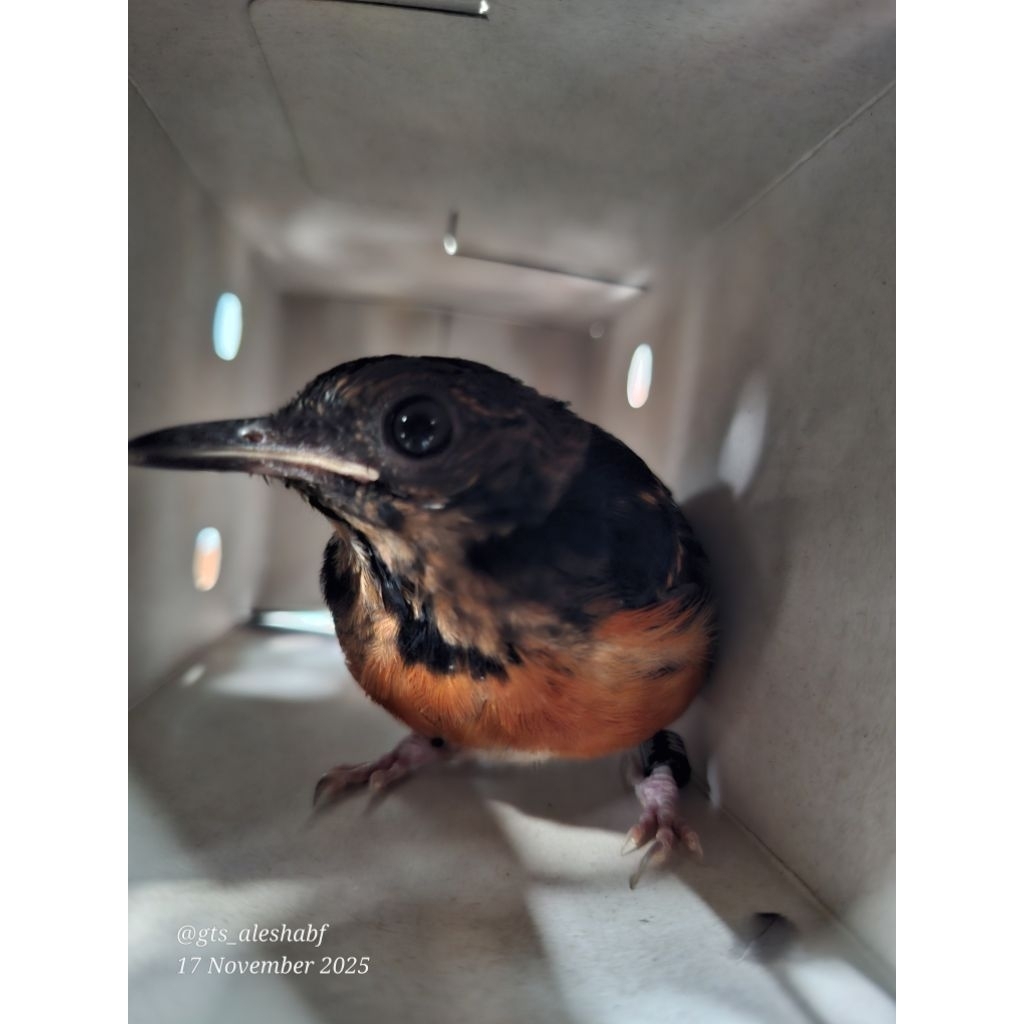 TROTOL MURAI MEDAN JANTAN DOUBLE RING BNR INCLUDE SERTIFIKASI  RESMI