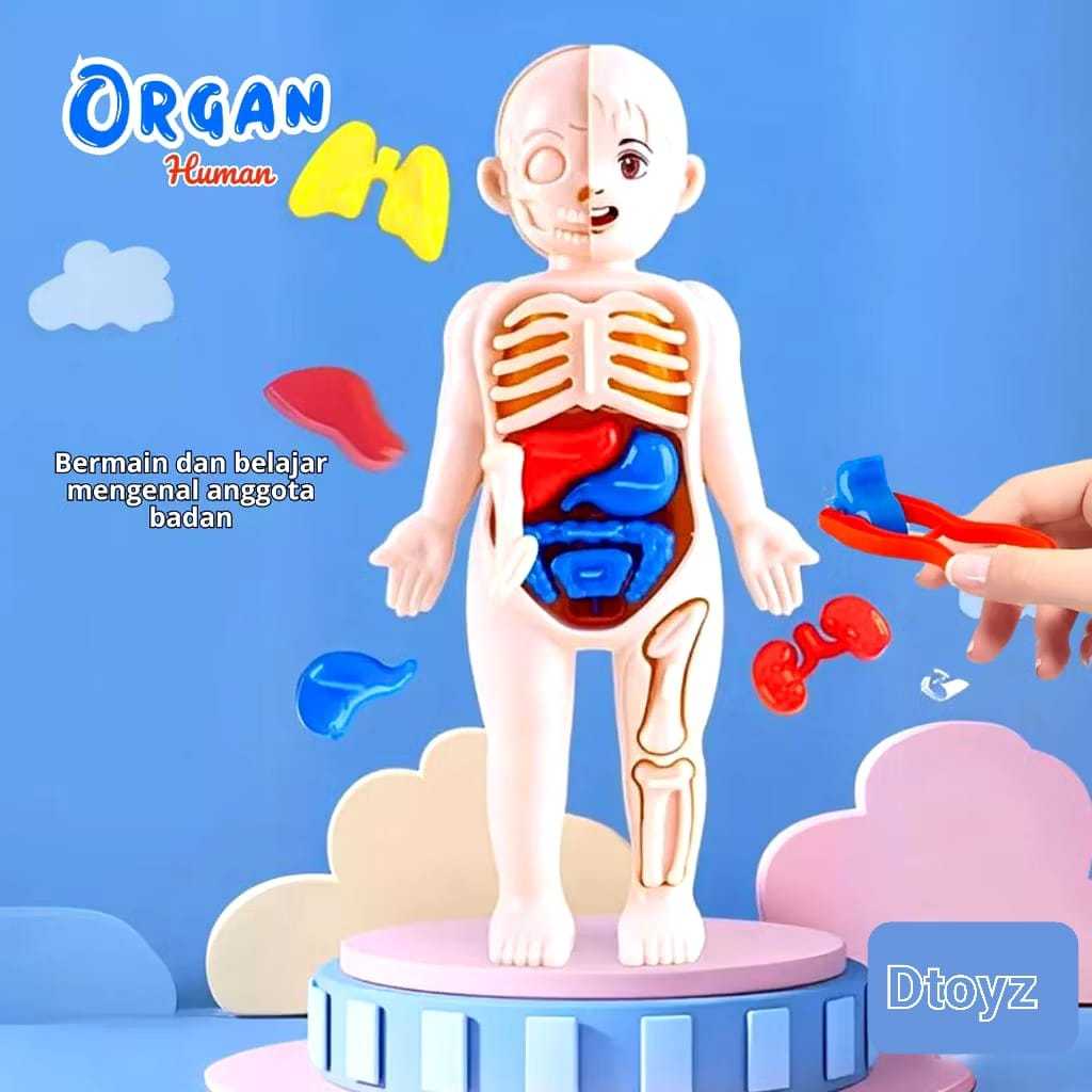Gabybelle- Mainan Anak Human Organ Model Mainan Edukasi Model Anatomi Organ Tubuh Manusia Mainan Bel