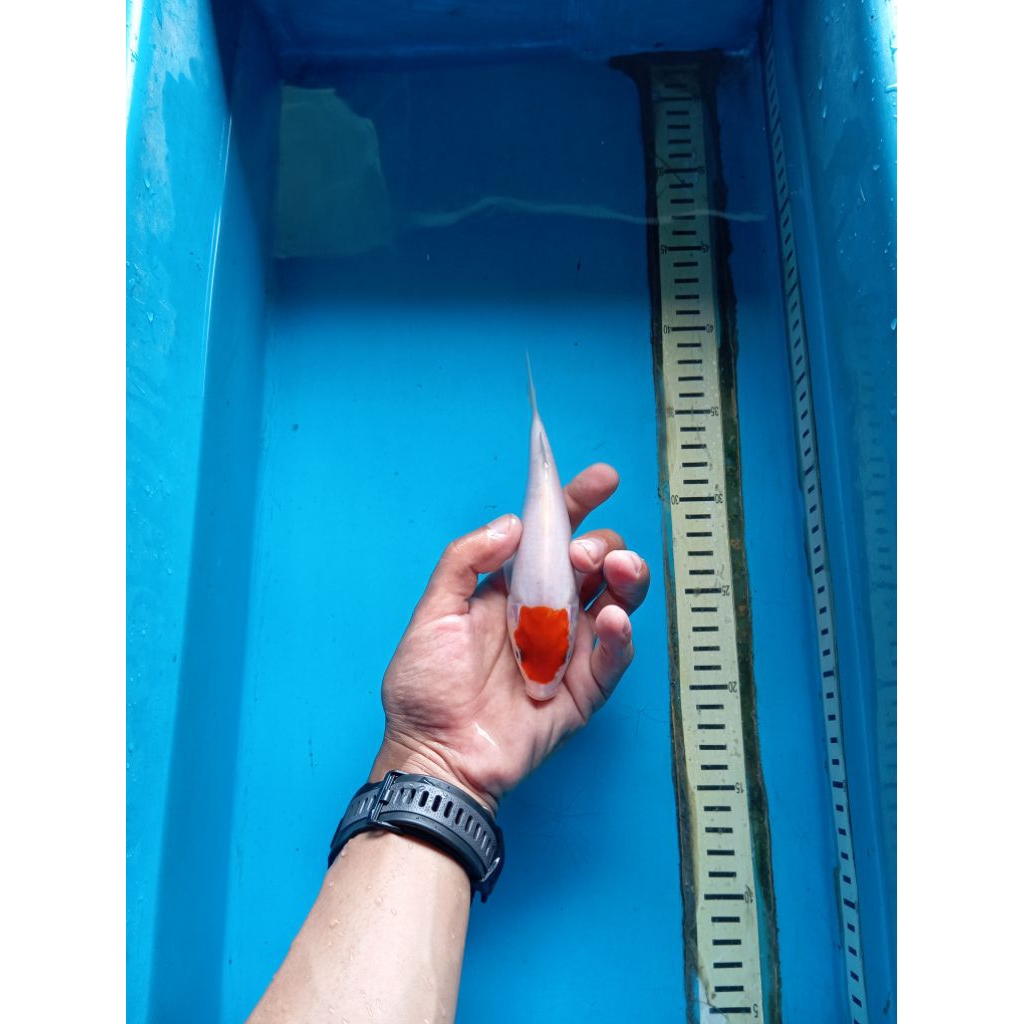 tancho kohaku original good 20BU