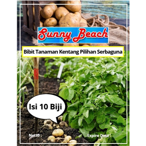 Bibit Tanaman Kentang Pilihan Serbaguna | Biji Benih Kentang Serbaguna | Kentang Kuning