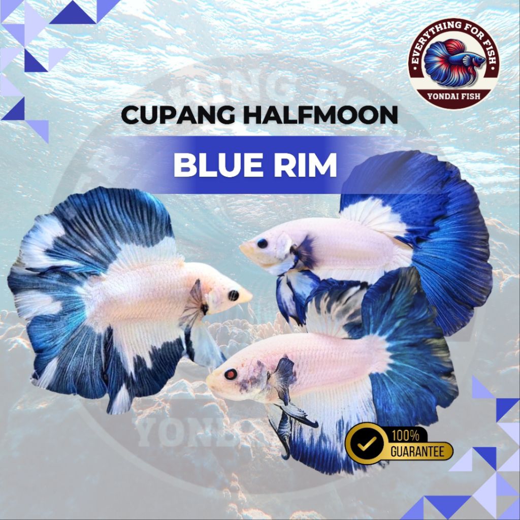 [NEW] Halfmoon Blue Rim | IKAN CUPANG |JANTAN | TOP GRADE| IKAN HIAS AQUARIUM| BESTSELLER|