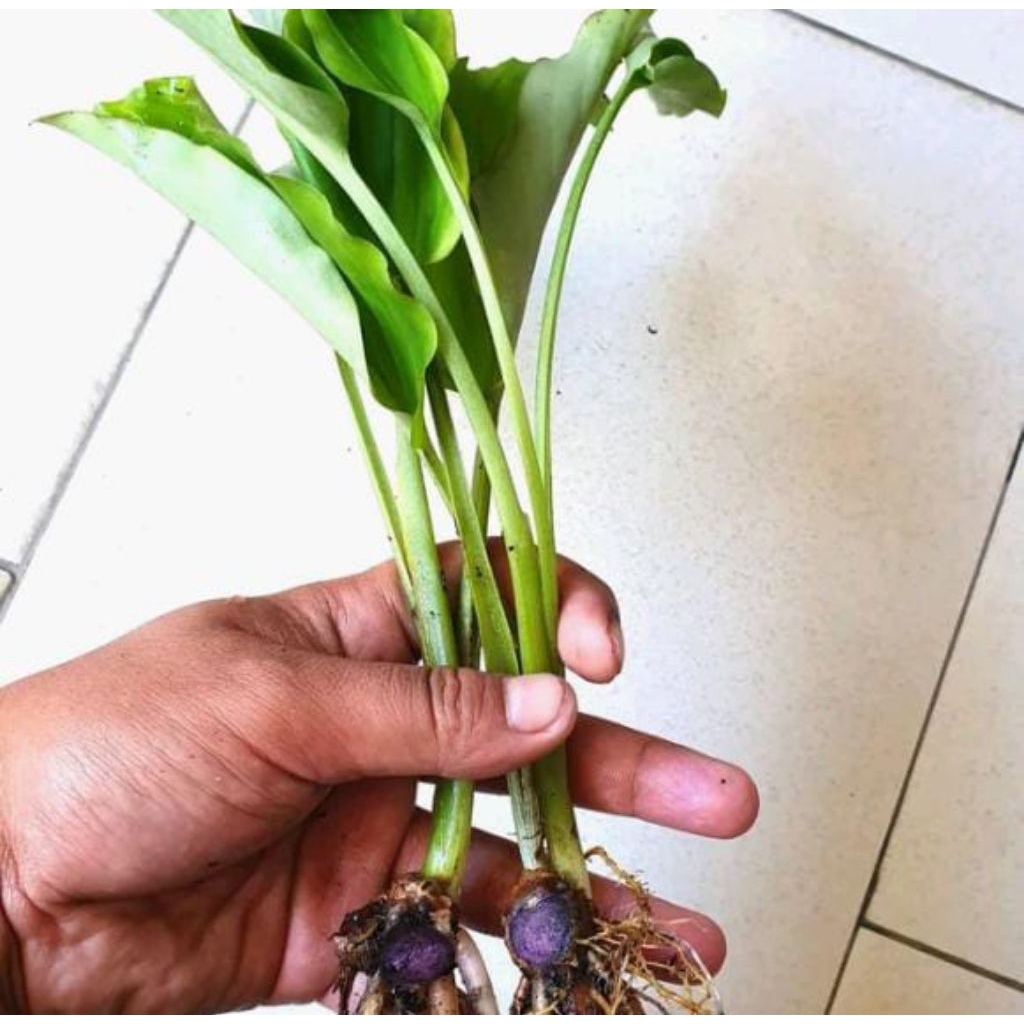 kunyit hitam asli dari India dipolibek